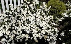 Heaven Scent Gardenia - 6 Pack Of 1 Gallon Pots 9 Heaven Scent Gardenia - 6 Pack Of 1 Gallon Pots -Shrub Plant Shop Gardenia Heaven Scent 17