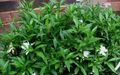 Radicans Creeping Dwarf Gardenia - 6 Pack Of 1 Gallon Pots -Shrub Plant Shop Gardenia Radicans 53