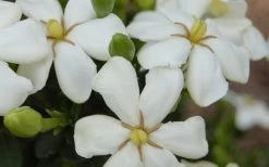 ScentAmazing Gardenia - 1 Gallon Pot -Shrub Plant Shop Gardenia Scentamazing 20