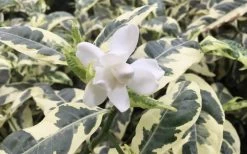 Variegated August Beauty Gardenia - 3 Gallon Pot -Shrub Plant Shop Gardenia Variegated 1