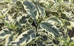 Variegated August Beauty Gardenia - 3 Gallon Pot -Shrub Plant Shop Gardenia Variegated 2