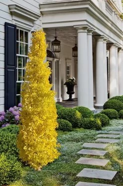 Sky Tower Ginkgo Maidenhair Tree (Male) - 7 Gallon Pot 9 Sky Tower Ginkgo Maidenhair Tree (Male) - 7 Gallon Pot -Shrub Plant Shop Ginkgo Sky Tower 1