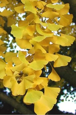 Sky Tower Ginkgo Maidenhair Tree (Male) - 7 Gallon Pot 11 Sky Tower Ginkgo Maidenhair Tree (Male) - 7 Gallon Pot -Shrub Plant Shop Ginkgo Sky Tower 2