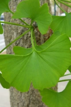 Sky Tower Ginkgo Maidenhair Tree (Male) - 7 Gallon Pot 10 Sky Tower Ginkgo Maidenhair Tree (Male) - 7 Gallon Pot -Shrub Plant Shop Ginkgo Tree 11