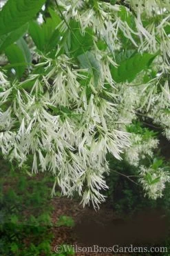Grancy Graybeard - White Fringe Tree - 7 Gallon Pot (2-3') -Shrub Plant Shop Grancy Graybeard Tree 30 1