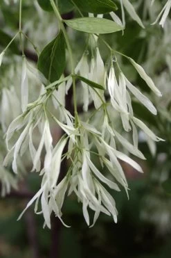 Grancy Graybeard - White Fringe Tree - 3 Gallon Pot -Shrub Plant Shop Grancy Graybeard Tree 32