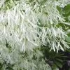 Grancy Graybeard - White Fringe Tree - 3 Gallon Pot