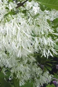 Grancy Graybeard - White Fringe Tree - 7 Gallon Pot (2-3')