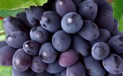 Mars Seedless Grape - 2 Gallon Pot 7 Mars Seedless Grape - 2 Gallon Pot -Shrub Plant Shop Grape Mars Seedless 50 1