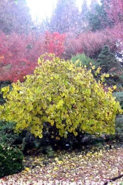 Harry Lauder's Walking Stick - Corylus Avellana 'Contorta' - 1 Gallon Pot -Shrub Plant Shop Harry Lauder Walking Stick 15