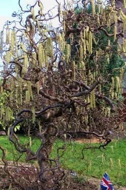 Harry Lauder's Walking Stick - Corylus Avellana 'Contorta' - 1 Gallon Pot -Shrub Plant Shop Harry Lauder Walking Stick 16