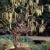 Harry Lauder's Walking Stick - Corylus Avellana 'Contorta' - 1 Gallon Pot