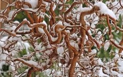 Harry Lauder's Walking Stick - Corylus Avellana 'Contorta' - 1 Gallon Pot -Shrub Plant Shop Harry Lauders Walking Stick Contorted Filbert 3