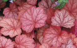 Georgia Peach Heuchera (Coral Bells) -3 Pack Of Quart Pots -Shrub Plant Shop Heuchara Georgia Peach 2