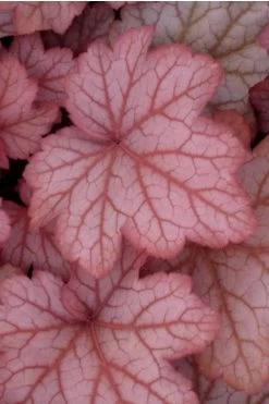 Georgia Peach Heuchera (Coral Bells) -3 Pack Of Quart Pots -Shrub Plant Shop Heuchera Georgia Peach 10