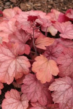 Georgia Peach Heuchera (Coral Bells) -3 Pack Of Quart Pots -Shrub Plant Shop Heuchera Georgia Peach 11