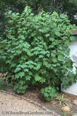 Confederate Rose Hibiscus (Rose Mallow) - 3 Pack Of Quart Pots 9 Confederate Rose Hibiscus (Rose Mallow) - 3 Pack Of Quart Pots -Shrub Plant Shop Hibiscus Confederate Rose Shrub 1 500x700 1