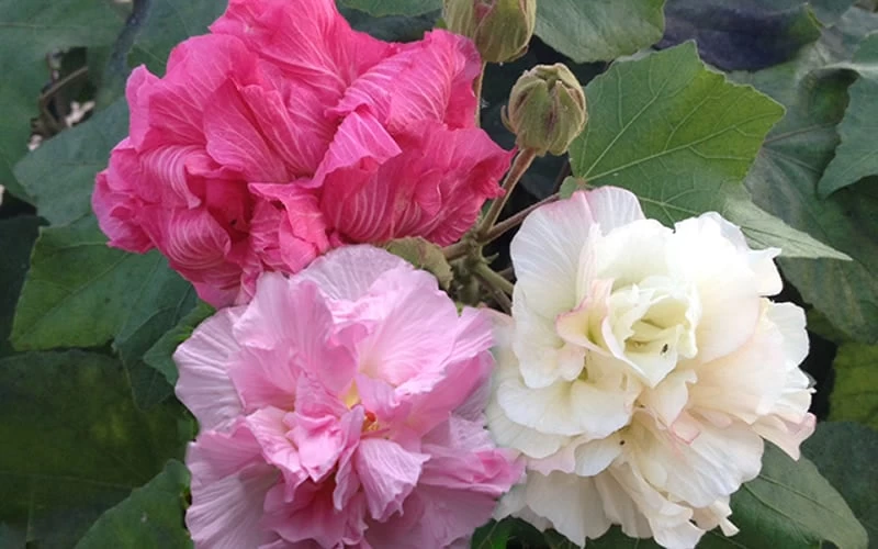 Confederate Rose Hibiscus (Rose Mallow) - 3 Pack Of Quart Pots 6 Confederate Rose Hibiscus (Rose Mallow) - 3 Pack Of Quart Pots - Image 6