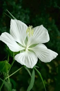 White Swamp Hardy Hibiscus - 1 Gallon Pot -Shrub Plant Shop Hibiscus White Swamp 3