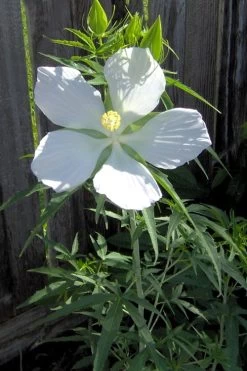 White Swamp Hardy Hibiscus - 1 Gallon Pot -Shrub Plant Shop Hibiscus White Swamp 4