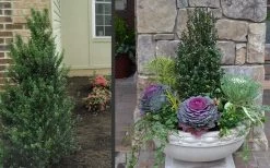 Pyramidal Compacta Japanese Holly - 3 Gallon Pot -Shrub Plant Shop Holly Compacta Pyramidal 2