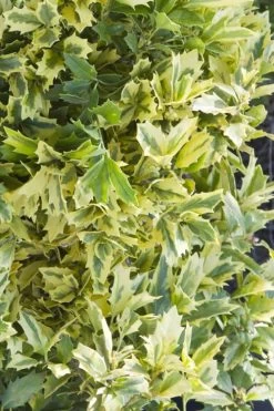 Golden Oakland Holly - 7 Gallon Pot -Shrub Plant Shop Holly Golden Oakland 1