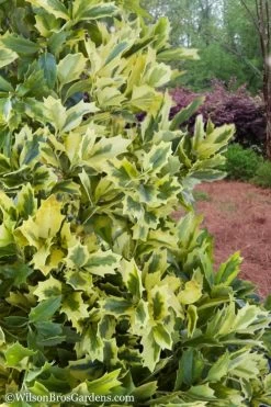 Golden Oakland Holly - 7 Gallon Pot -Shrub Plant Shop Holly Golden Oakland 2