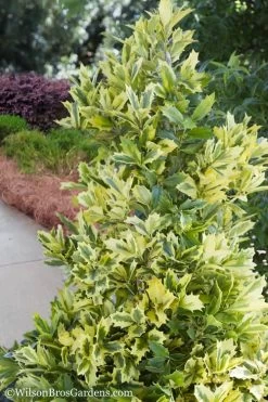 Golden Oakland Holly - 7 Gallon Pot