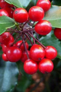 Liberty Holly - 3 Gallon Pot -Shrub Plant Shop Holly Liberty 10