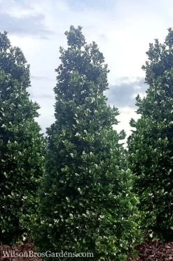 Liberty Holly - 3 Gallon Pot -Shrub Plant Shop Holly Liberty 7