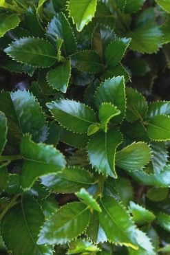 Liberty Holly - 3 Gallon Pot -Shrub Plant Shop Holly Liberty 9