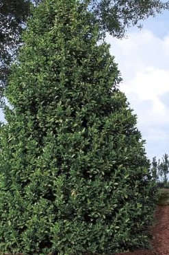 Oakland Holly - 1 Gallon Pot -Shrub Plant Shop Holly Oakland 11