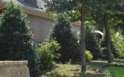 Oakland Holly - 1 Gallon Pot -Shrub Plant Shop Holly Oakland 13