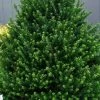 Pyramidal Compacta Japanese Holly - 3 Gallon Pot