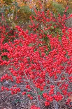 Winter Red Female Winterberry Holly - 3 Gallon Pot -Shrub Plant Shop Holly Winter Red 1