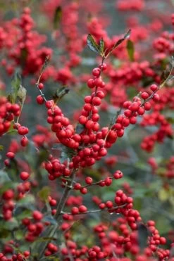 Winter Red Female Winterberry Holly - 3 Gallon Pot -Shrub Plant Shop Holly Winter Red 3
