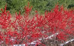 Winter Red Female Winterberry Holly - 3 Gallon Pot -Shrub Plant Shop Holly Winter Red 4