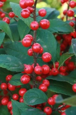 Winter Red Female Winterberry Holly - 3 Gallon Pot -Shrub Plant Shop Holly Winter Red 5