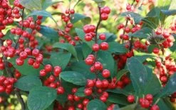 Winter Red Female Winterberry Holly - 3 Gallon Pot -Shrub Plant Shop Holly Winter Red 7