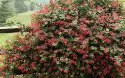 Alabama Crimson Red Trumpet Honeysuckle - 5 Gallon Pot -Shrub Plant Shop Honeysuckle Alabama Crimson 2