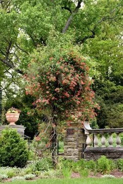 Alabama Crimson Red Trumpet Honeysuckle - 5 Gallon Pot -Shrub Plant Shop Honeysuckle Alabama Crimson 3