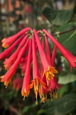Alabama Crimson Red Trumpet Honeysuckle - 5 Gallon Pot -Shrub Plant Shop Honeysuckle Alabama Crimson 4