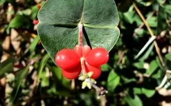 Alabama Crimson Red Trumpet Honeysuckle - 5 Gallon Pot -Shrub Plant Shop Honeysuckle Coral 6