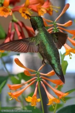 Magnifica Fragrant Orange Honeysuckle Vine - 1 Gallon Pot