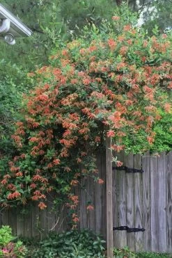 Magnifica Fragrant Orange Honeysuckle Vine - 1 Gallon Pot 11 Magnifica Fragrant Orange Honeysuckle Vine - 1 Gallon Pot -Shrub Plant Shop Honeysuckle Magnifica Orange 2