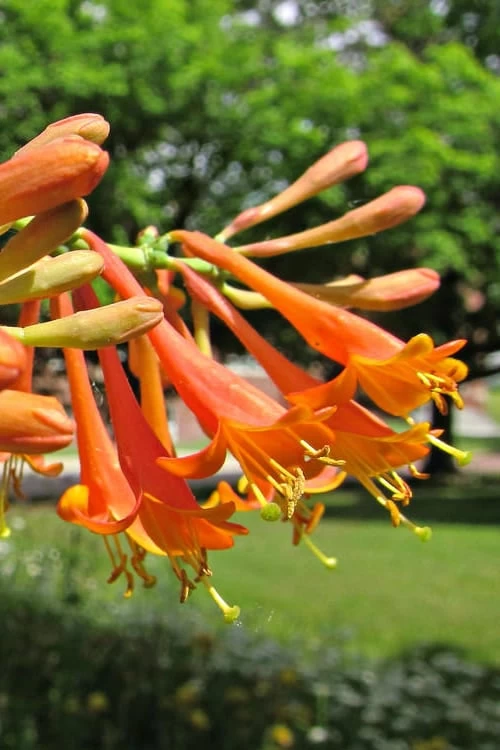 Magnifica Fragrant Orange Honeysuckle Vine - 1 Gallon Pot 6 Magnifica Fragrant Orange Honeysuckle Vine - 1 Gallon Pot - Image 6
