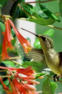 Magnifica Fragrant Orange Honeysuckle Vine - 1 Gallon Pot 13 Magnifica Fragrant Orange Honeysuckle Vine - 1 Gallon Pot -Shrub Plant Shop Honeysuckle Magnifica Orange 7