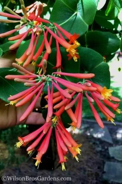 Major Wheeler Red Trumpet Honeysuckle - 3 Gallon Pot -Shrub Plant Shop Honeysuckle Major Wheeler 23