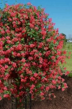 Major Wheeler Red Trumpet Honeysuckle - 3 Gallon Pot -Shrub Plant Shop Honeysuckle Major Wheeler 34