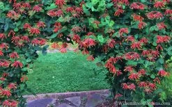 Major Wheeler Red Trumpet Honeysuckle - 3 Gallon Pot -Shrub Plant Shop Honeysuckle Major Wheeler 35
